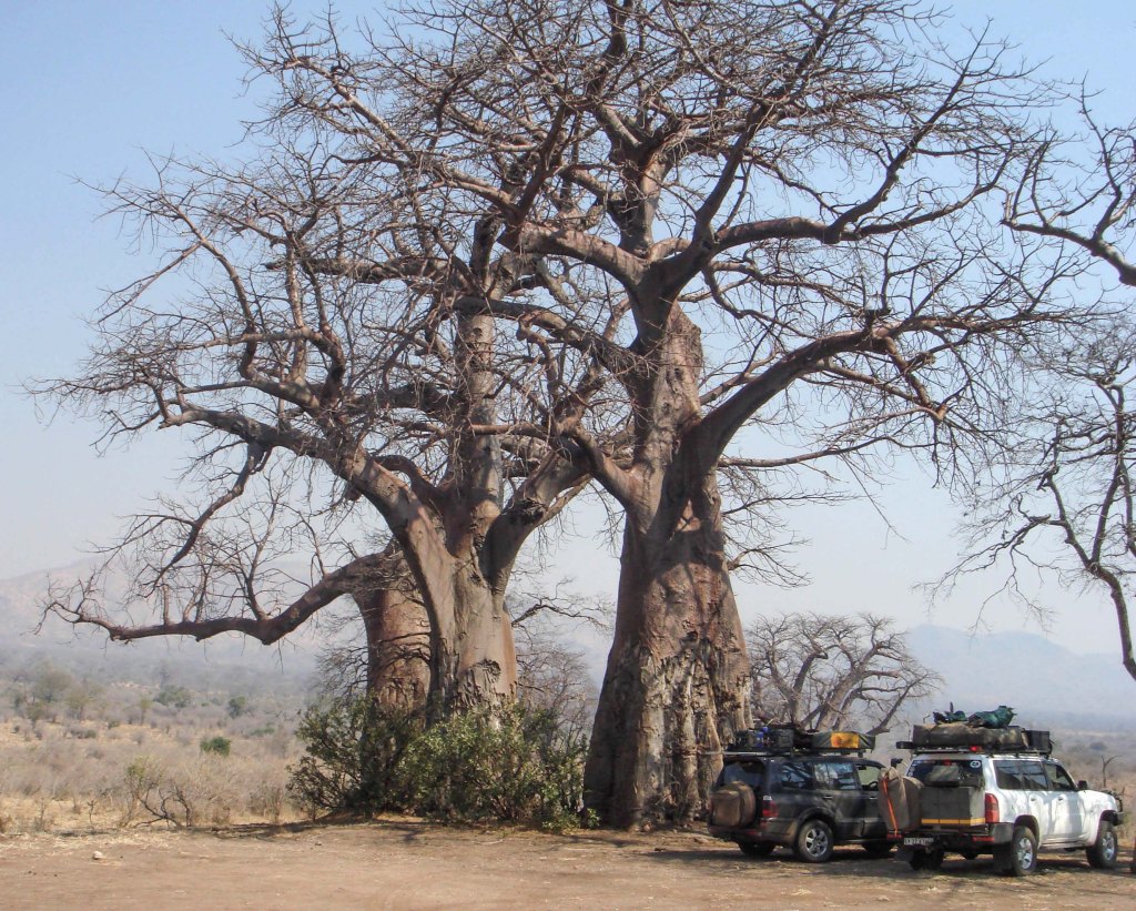 Baobab Forest - Chitake Springs