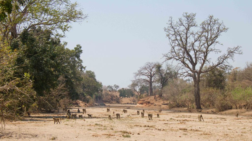 Baboons in the riverbed