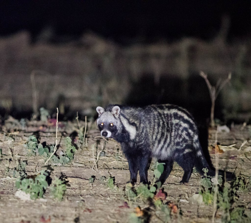The civet that came exploring in our campsite one night