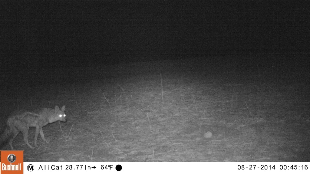 Black-backed jackal caught on the camera trap