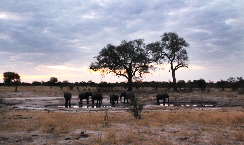 Bush camping on Hunters Rd in Botswana. Ellies & jackal kept us company all night.