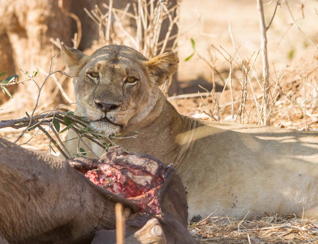 Lioness guarding her meal. Poor little ellie was no bigger than the lioness :-(