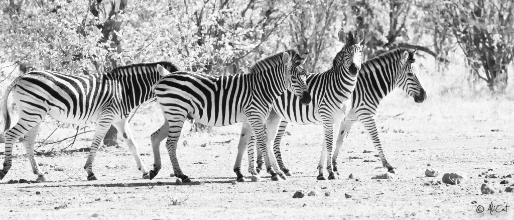 Zebra in black & white.... as they should be