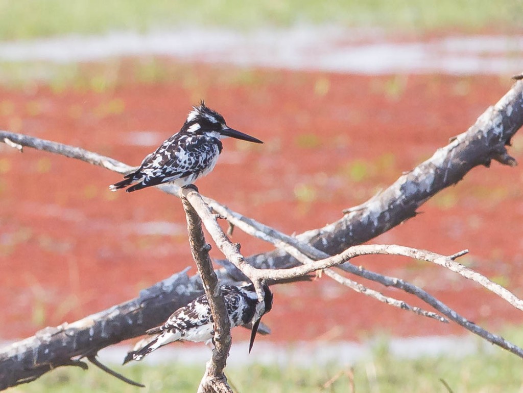 Pied Kingfisher at Mana Mouth
