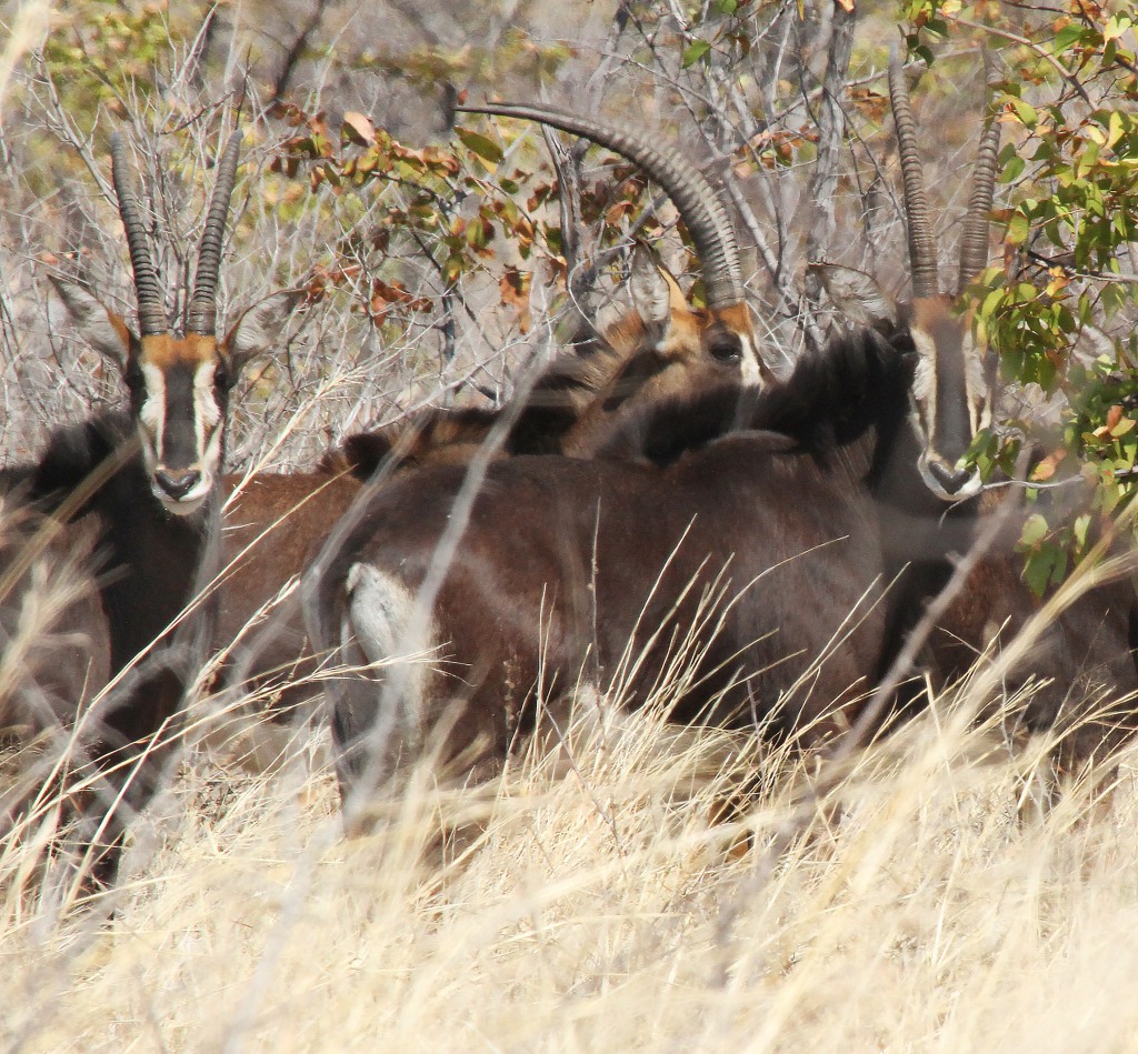A few of the herd of sable seen on Hunters Rd