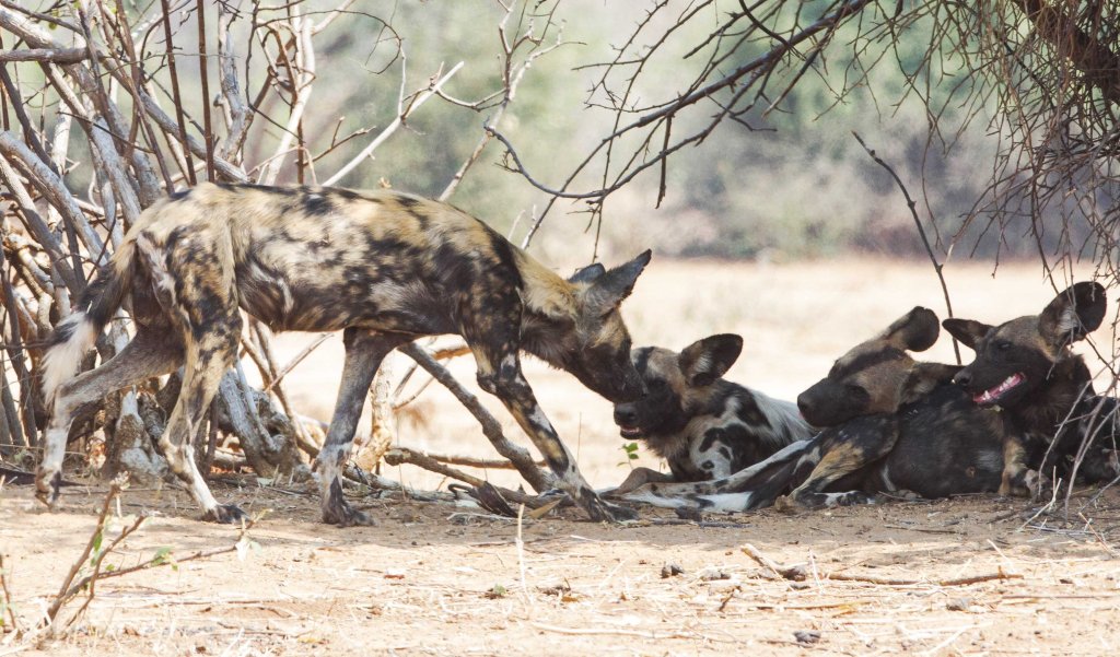 Pack of wild dog greeting each other before flopping down in the shade to snooze